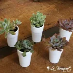 Desktop Succulent