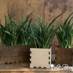 Custom Sansevieria Punk Planter