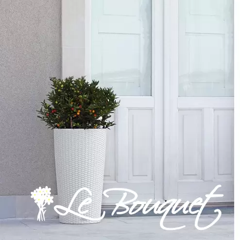 Cilindro Cottage 32