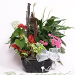 Jardin tropical