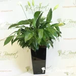 Spathiphyllum in Cubico Self Watering Planter