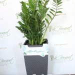 Zamioculcas-Zamiifolia in Cottage Self-Watering Planter