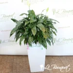 Spathiphyllum in Cubico Color Self-Watering Planter