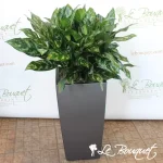 Chinese Evergreen in Cubico Self-Watering Planter