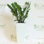 Zamioculcas-zamifolia
