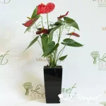 Anthurium maxi-cube lechuza