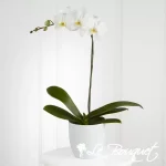 The FTD® White Orchid Planter