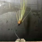 Tillandsias