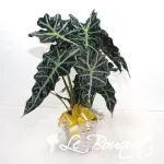 Alocasia
