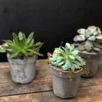 Cement Potted Succulents