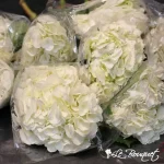 Hortensias Blanc (Super Select) en vrac 