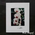 Phalaenopsis Orchid Greeting Card