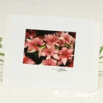 Poinsettia Plant Greeting Card