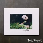 Panda Bear Greeting Card