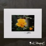 Yellow Rose Greeting Card