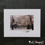 Winter Snow Trees Greeting Card
