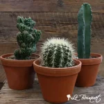 Assorted Cacti