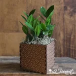 Craft Box ZZ Plant