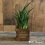 Custom Sansevieria Punk Planter