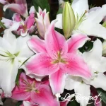 Graceful Oriental Lily Bouquet