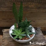 Succulent Supreme