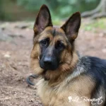 Ella the German Sheperd
