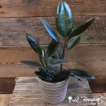 Ficus Elastica