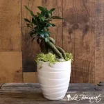 Ficus Bonsai