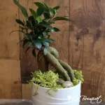 Ficus Bonsai