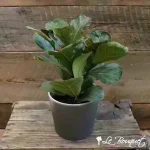 Fiddle Leaf Fig