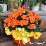 Rieger Begonia