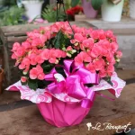 Rieger Begonia