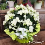 Rieger Begonia