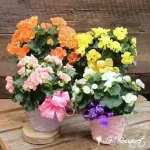 Rieger Begonia