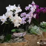 Mini Zen Orchid Planter