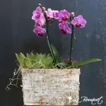 Mini Zen Orchid Planter