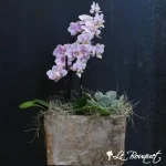 Mini Zen Orchid Planter