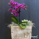 Mini Zen Orchid Planter