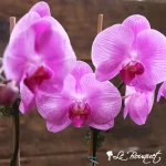 Double Mauve Phenomenal Phalaenopsis Orchid