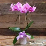 Double Mauve Phenomenal Phalaenopsis Orchid