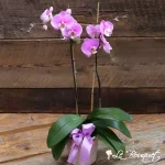 Double Mauve Phenomenal Phalaenopsis Orchid