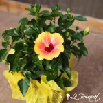 Hibiscus Plant