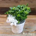 Gardenia Plant