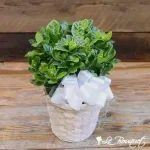 Gardenia Plant