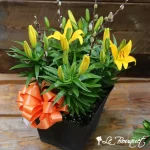 Asiatic Lily Plant
