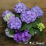 Pink Potted Hydrangea - Blooming Plant