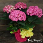 Pink Potted Hydrangea - Blooming Plant