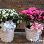 Azalea