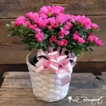 Azalea