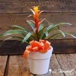 Assorted Bromeliad